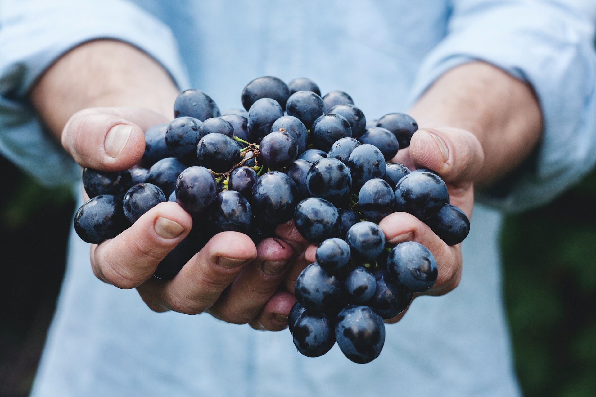 Comment investir dans le vin