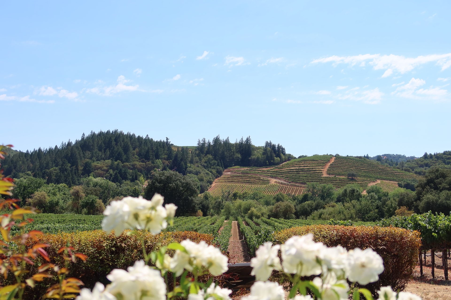 Une entreprise rachète le vignoble Seven Stones de Napa pour 34 millions de dollars