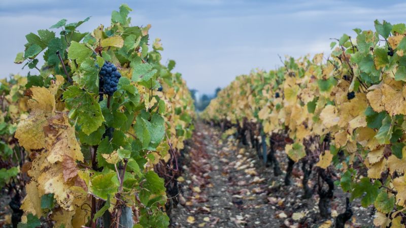 La vente aux enchères des Hospices de Beaune atteint un record de 32 millions de dollars.