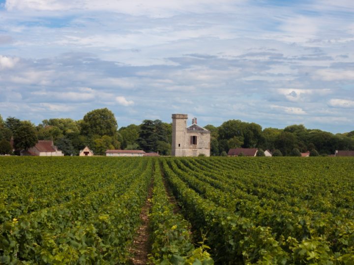 Bourgogne, Guide des vins