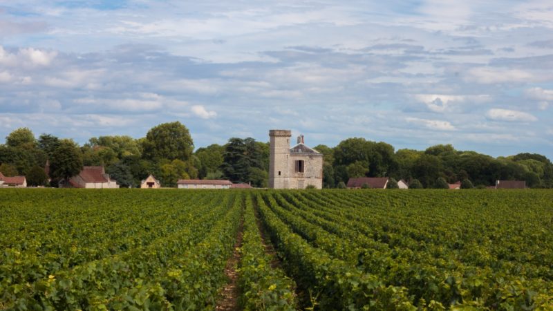 Bourgogne, Guide des vins